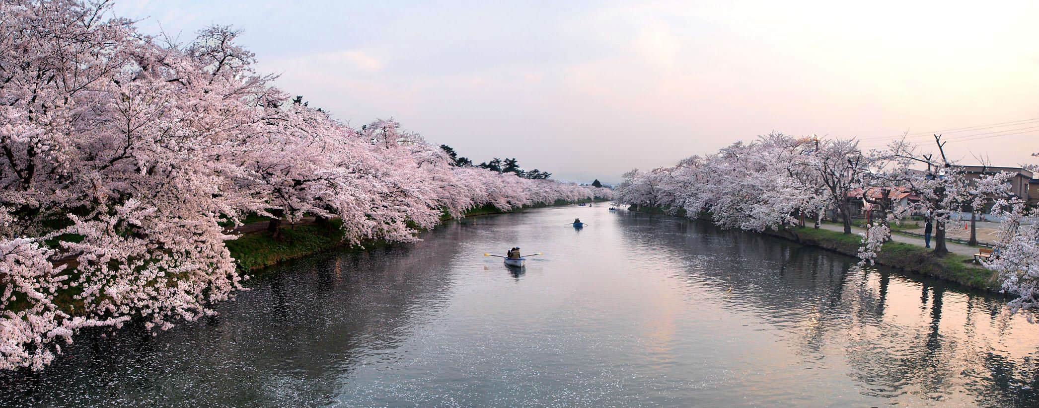 Bitcoin Dances on a Thin Line as Japan and U.S. Policies Clash